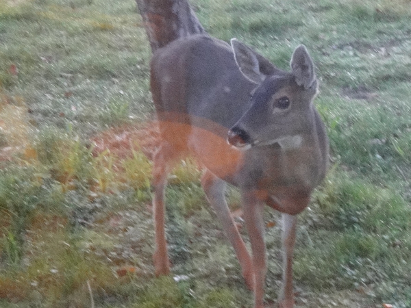 Doe posing near picture window
